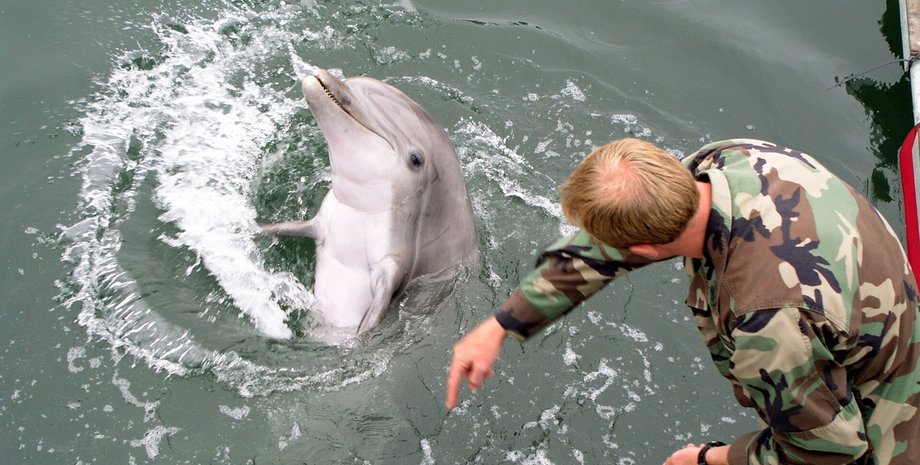 фото дельфіна на базі ВМС США