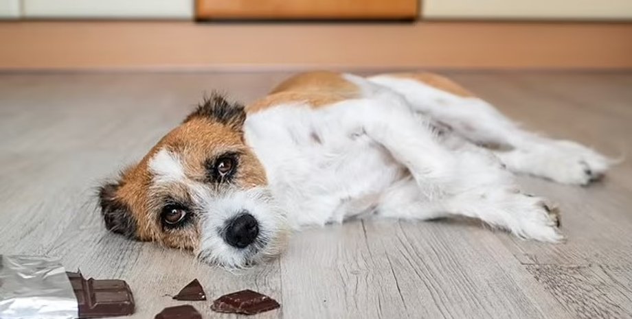 собака, шоколад, отравление
