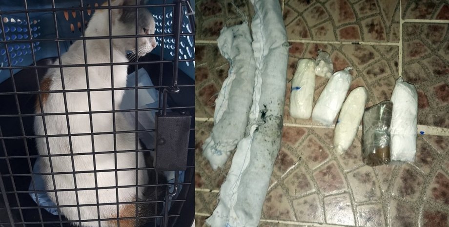 кот-наркокурьер, панама, наркотики