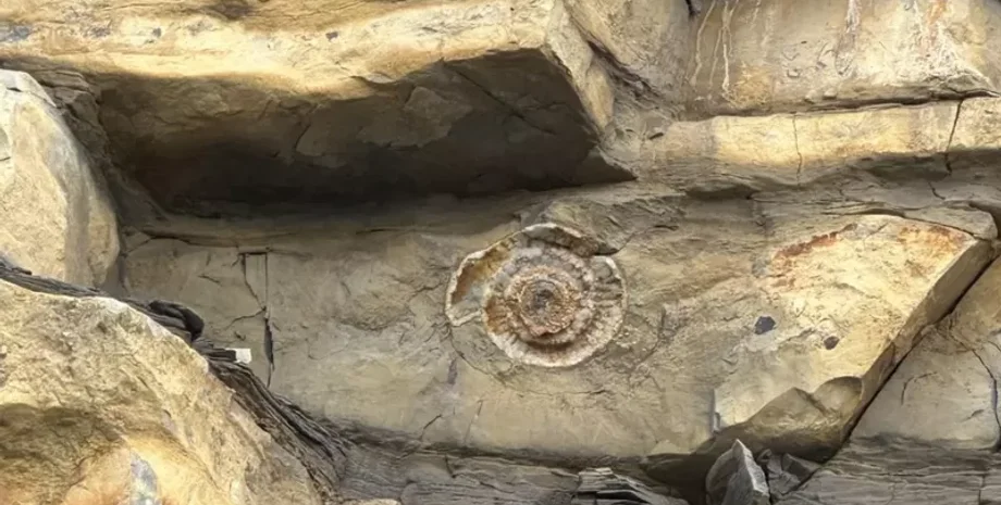 скам'янілість, останки, древні тварини, амоніт, молюск, знахідка, археологія,