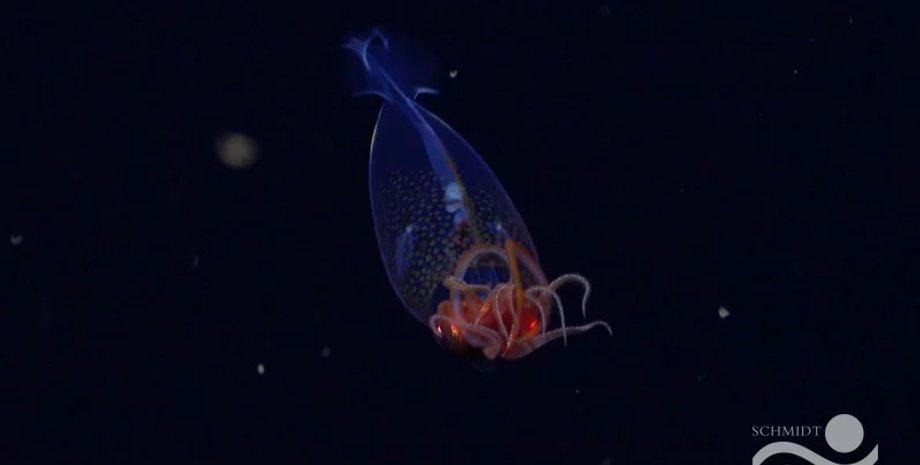 кальмар, гигантский кальмар