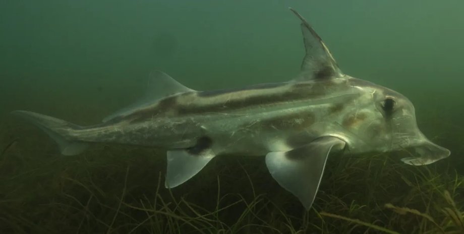 химерные акулы