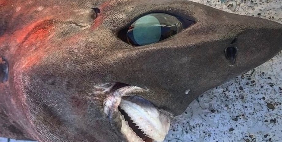 Шершавая кошачья акула (Roughskin catshark) , глубоководная акула,