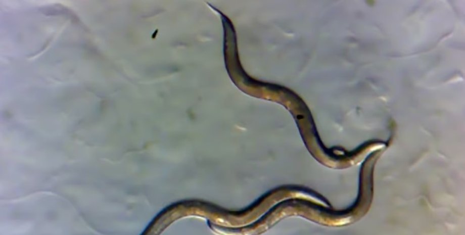 черви, нематоды, чернобыльские нематоды