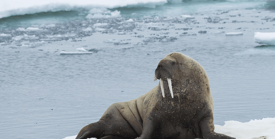 Морж на льдине, морж, млекопитающее, животное, запрет на приближение, турист получил штраф, дикое животное, редкий вид,