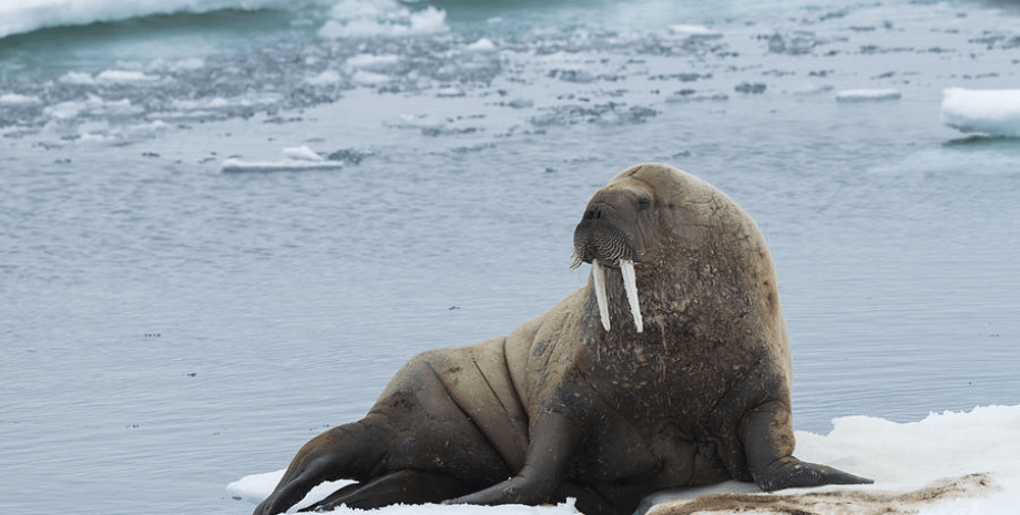 Морж на льдине, морж, млекопитающее, животное, запрет на приближение, турист получил штраф, дикое животное, редкий вид,