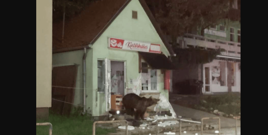 медведь в городе, румыния, фото