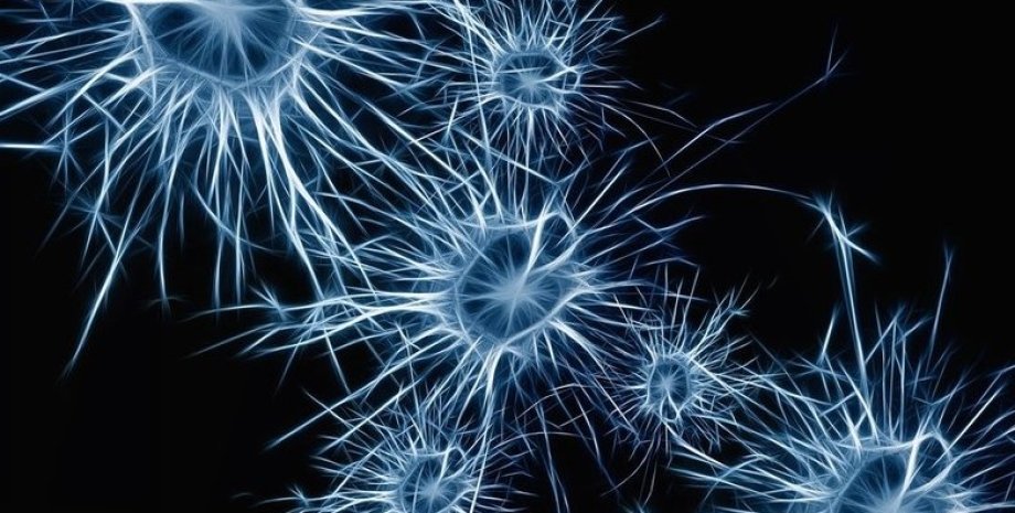 мозг, клетки, нейронные связи