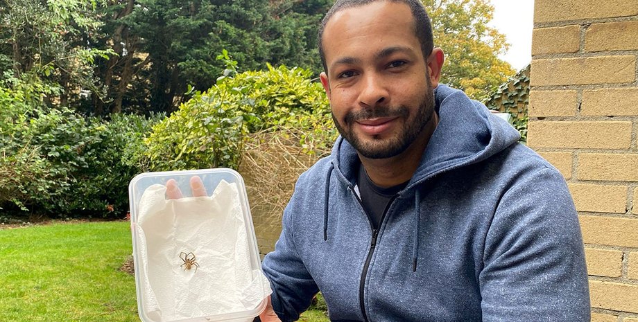 павук, бразильський павук