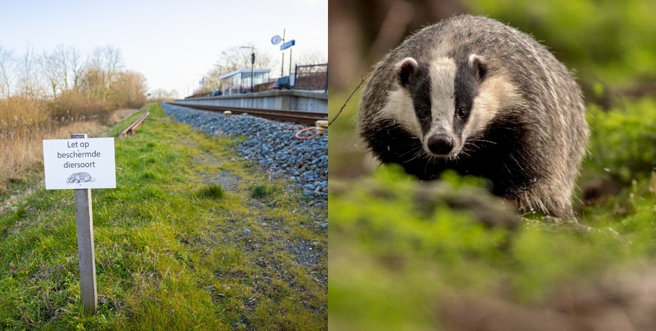 Барсук, рельсы, железная дорога, поезда,