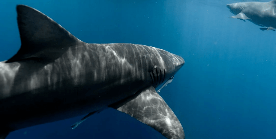 акула, большая белая акула