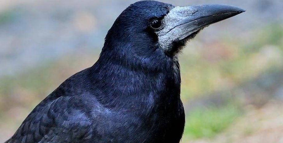 Иллюстративное фото