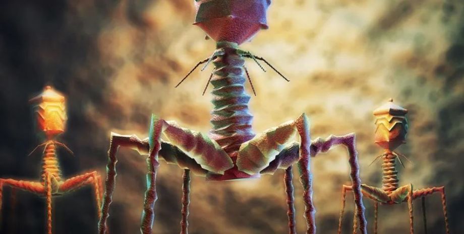 вирус, вирусы