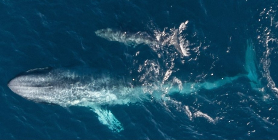 Мать карликового синего кита и ее детеныш, которому, возможно, всего несколько недель карликовый кит, карликовый кит детеныш