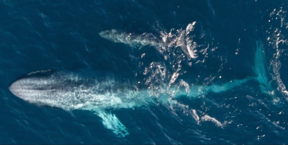 карликовый кит, карликовый кит детеныш