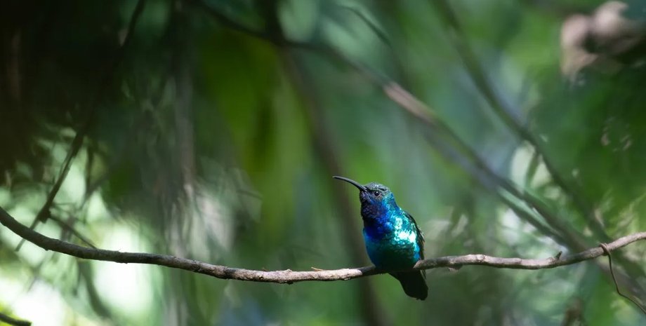 колибри, саблекрылый санта-марта