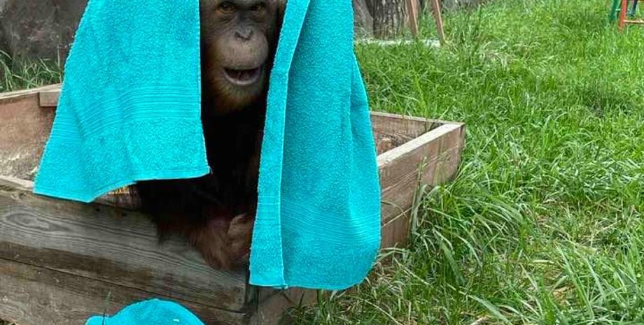 Обезьяна в зоопарке "12 месяцев"