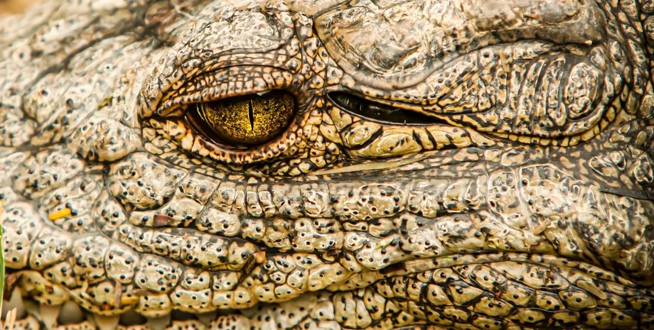 большой крокодил