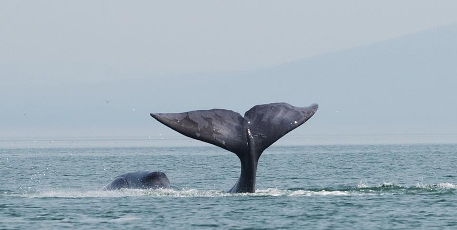 гренландский кит