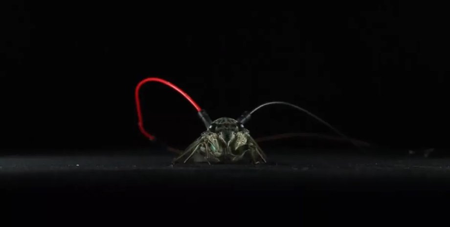 цикада киборг