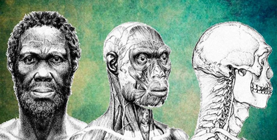 Людина розумна, еволюція людини, ранні Homo sapiens, Афарський трикутник, палеоантропологія, стародавні скам'янілості, анатомічні особливості, взаємодія гомінінів, еволюція розміру мозку, кам'яні знаряддя праці, епоха плейстоцену