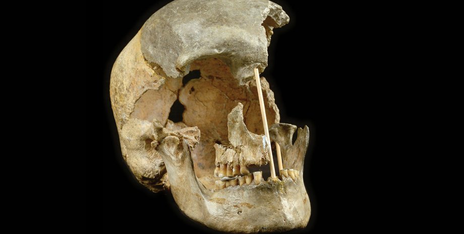 череп, останки, фото, Homo sapiens