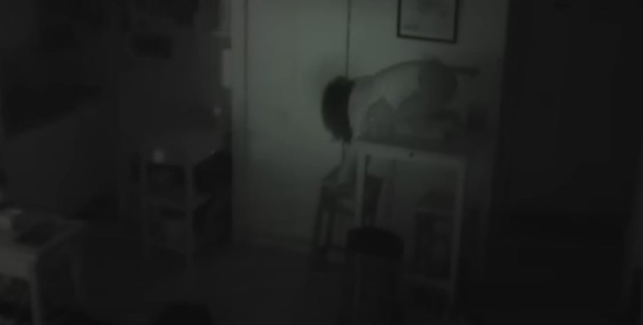 Жахливе відкриття: чоловік виявив, хто тривалий час крав їжу з його холодильника