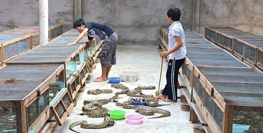 Ученые предлагают людям ввести в рацион мясо питонов питоны, ферма питонов, питоны ферма
