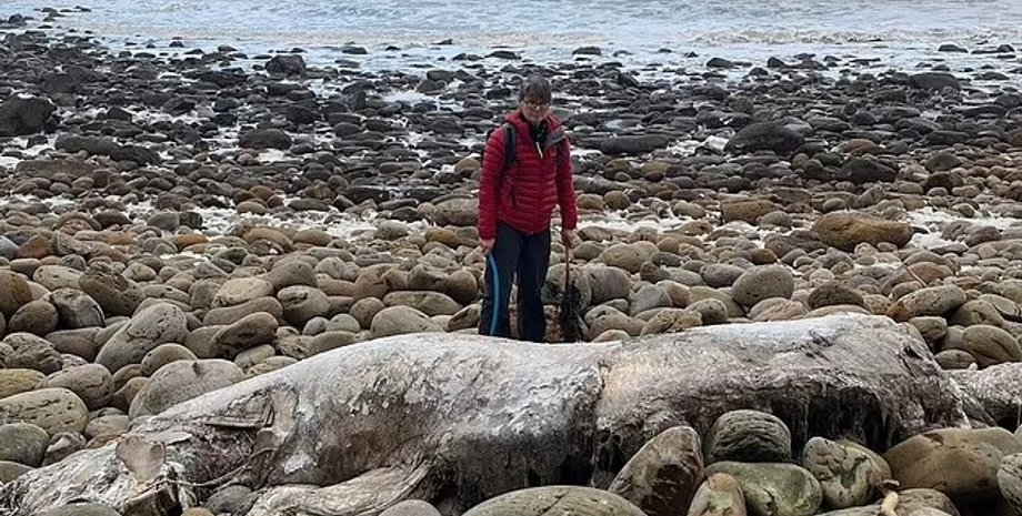 останки йоркшир, останки неизвестного существа