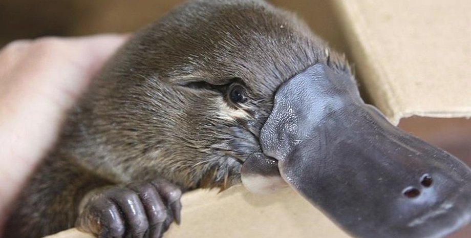 Фото: NSW Environment & Heritage