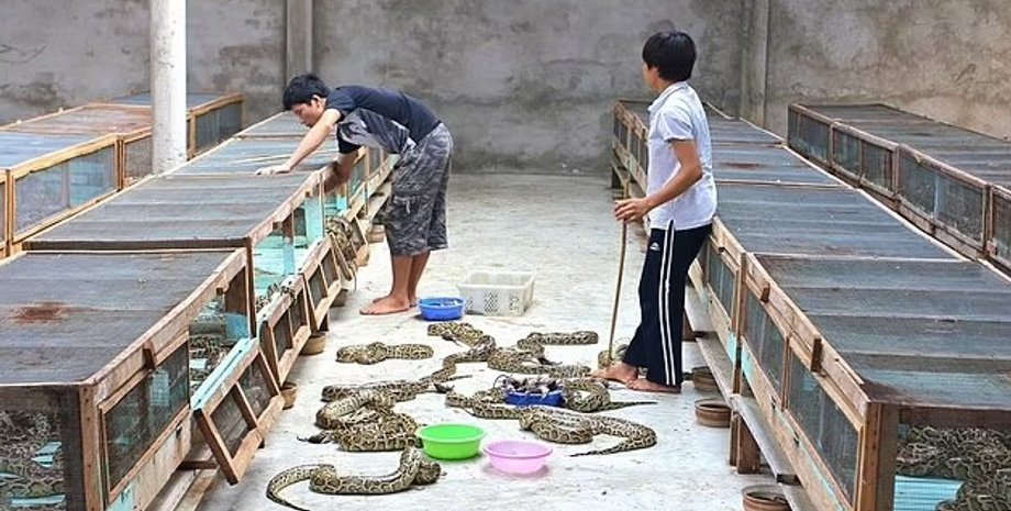 питоны, ферма питонов, питоны ферма