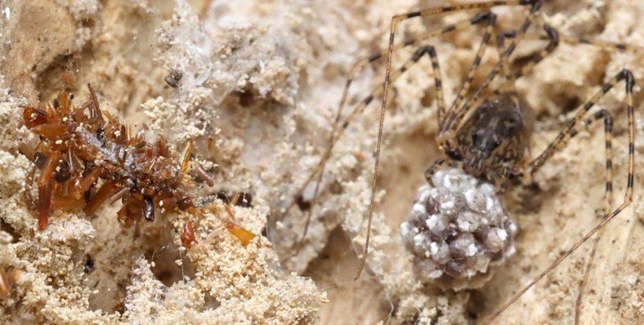 вид гусеницы