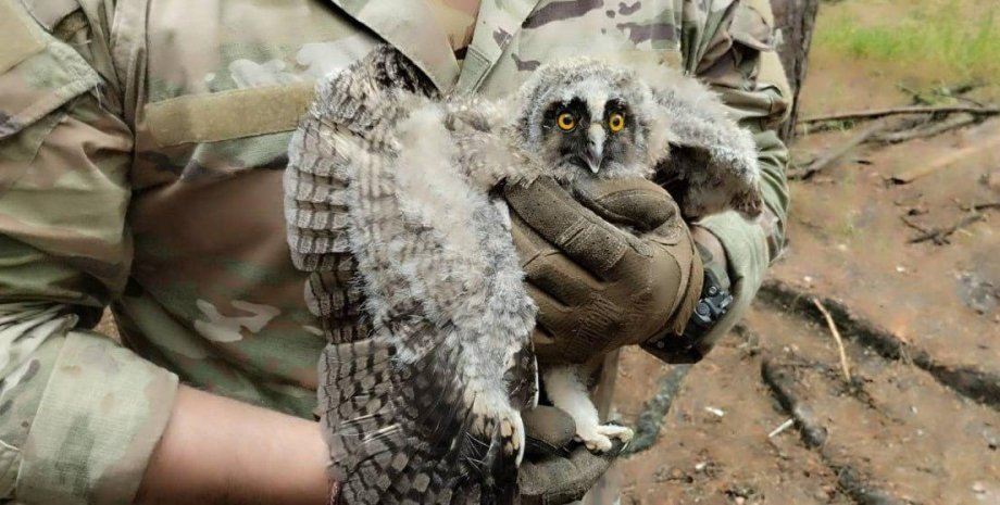 Легіон "Свобода Росії" показав зворушливі фото з врятованим пташеням