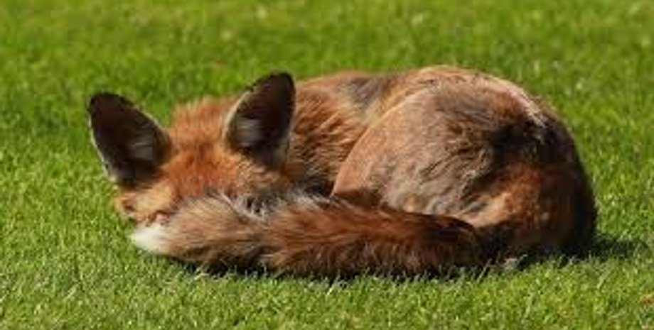 Франк-Вальтер Штайнмайер, лиса, Резиденция, Парк, Берлин