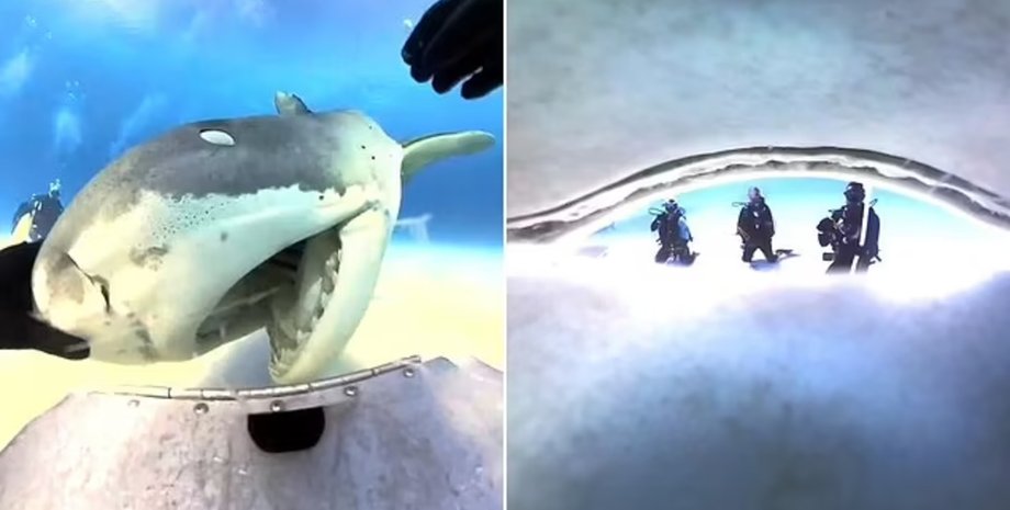 Акула проглотила камеру, акула, тигровая акула, дайвера, в пасти акулы, акула случайно проглотила камеру, в пасти хищника