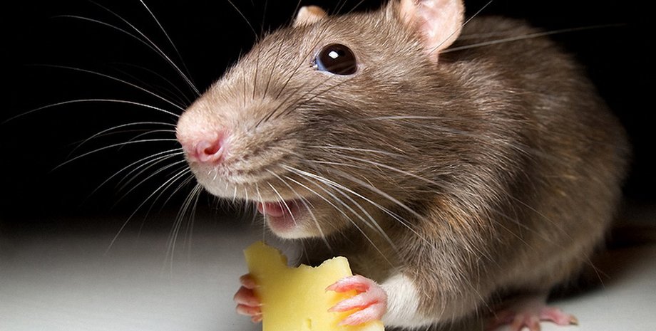 Фото: moy-pitomec.ru