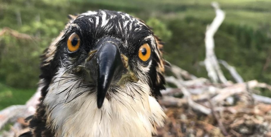 скопа хижий птах, скопа, шотландія, пташенята