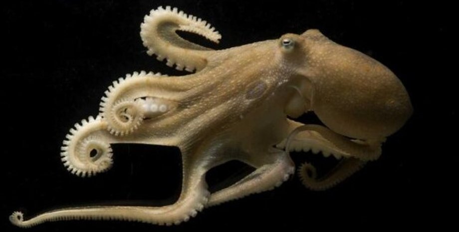 осьминог, старение осьминога