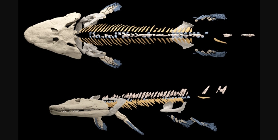 древняя рыба, скелет, окаменелость