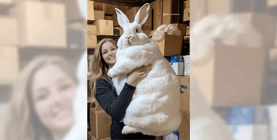 Проверка фактов, огромный кроль, гигантский кролик, женщина держит кролика, фото созданное ИИ, художник, достоверность факта