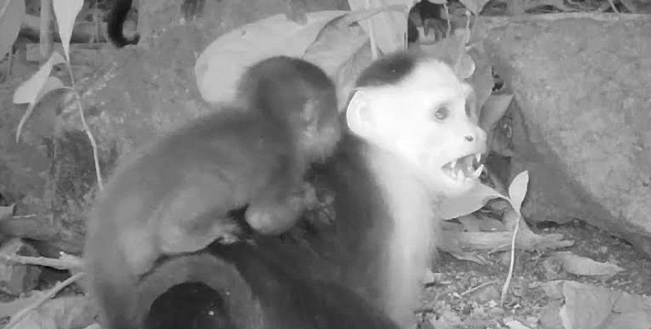 капуцини дитинчата