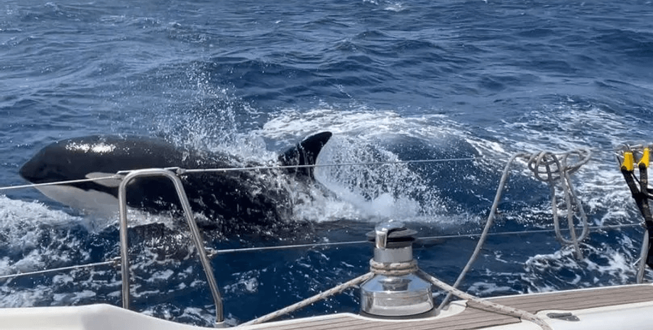 Косатка, кит-убийца, кит, огромное животное, мужчина дразнил косатку, мужчина прыгал с лодки,