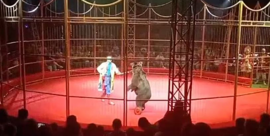 Ancured viewers looked with horror on what was happening on stage. The circus ma...