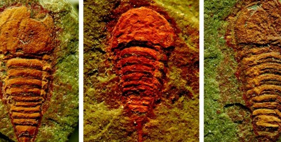 стародавня тварина Setapedites abundantis