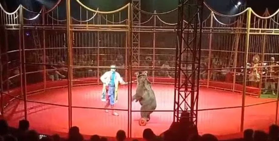 Медведица напала на дрессировщика в России, что с ним произошло, зверь атаковал артиста, видео, курьезы