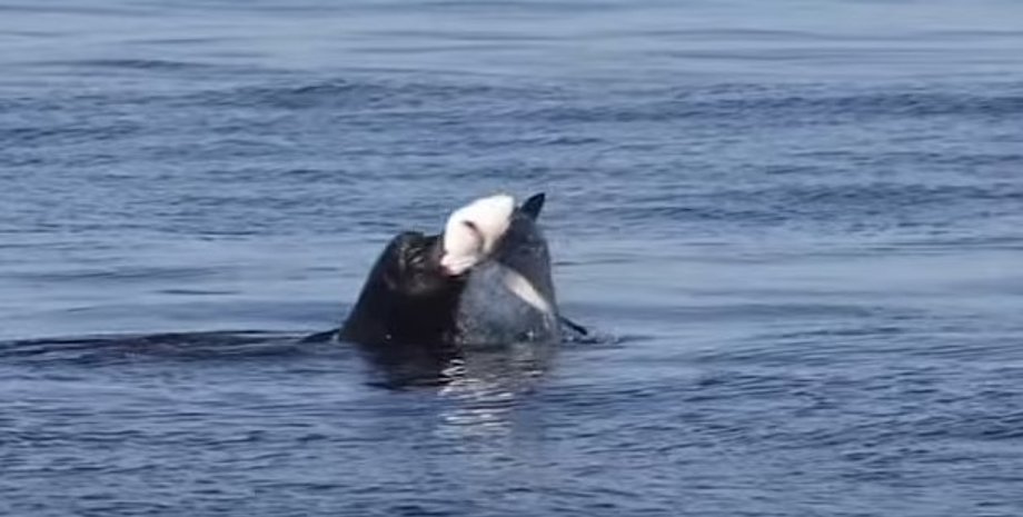 морской лев, синяя акула, морской лев и акула