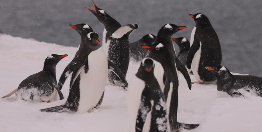 антарктида, уровень снега, пингвины, пингвины в антарктиде