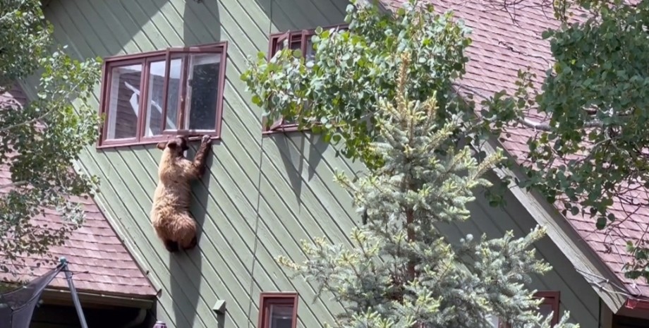 Ведмідь, крадіжка, будинок, увірвався в будинок, вкрав їжу, втік через вікно, проник у будинок, тварина