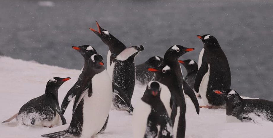 антарктида, уровень снега, пингвины, пингвины в антарктиде