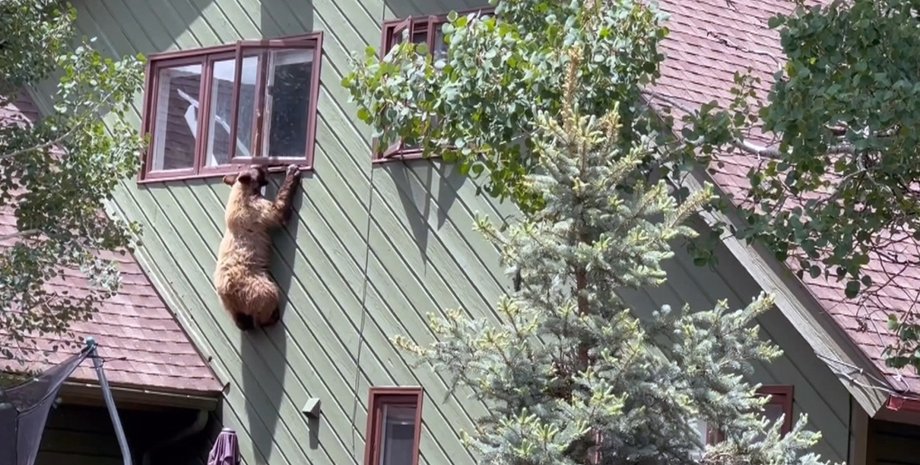 Ведмідь, крадіжка, будинок, увірвався в будинок, вкрав їжу, втік через вікно, проник у будинок, тварина